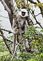 Nepal gray langur, Bhutan