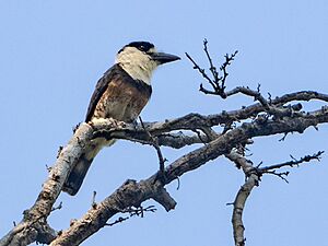 Notharchus ordii Brown-banded Puffbird; Porto Velho, Rondônia, Brazil.jpg