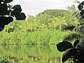 Oahu-Kahaluupond-mangroves&coconuts