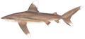 Oceanic whitetip shark (Duane Raver)
