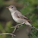 Olive-tree warbler, Hippolais olivetorum, at Mkuze Game Reserve, (39230388474).jpg