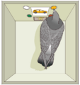 Operant Conditioning Involves Choice