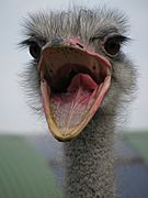 Ostrich, mouth open