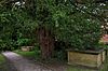 Overton yew tree 2016-06-04.jpg
