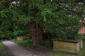 Overton yew tree 2016-06-04