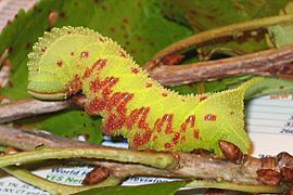 Paonias excaecatus caterpillar