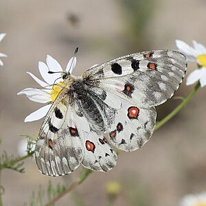 Parnassius smintheus - Sue Elwell 01.jpg