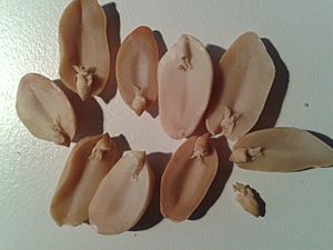 Peanut cotyledons