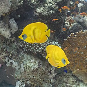 Peces mariposa del mar Rojo (Chaetodon semilarvatus), Temple, Sharm el-Sheij, Egipto, 2022-03-26, DD 13.jpg