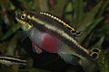 Pelvicachromis pulcher (female)