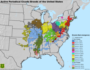 Periodical Cicada Broods of the United States