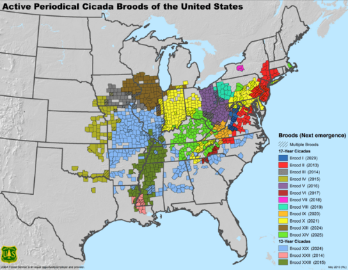 Periodical Cicada Broods of the United States