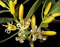 Persoonia elliptica (6725198125)
