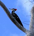 Pileated Woodpecker (1)