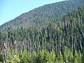 Pine Beetle in Manning Park