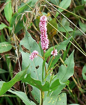 Pink smartweed, Polygonum bicorne.jpg