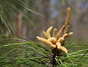 Pinus taeda young cones