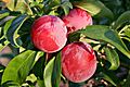 Plums early morning