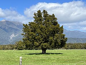 Podocarpus totara Weheka MRD