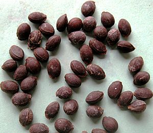 Pointed gourd (Trichosanthes dioica) seeds