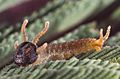 Polyura pyrrhus sempronius larva1