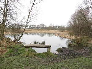Pond, Havannah Nature Reserve, Hazelrigg (geograph 5261861)