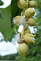 Populus trichocarpa mature female catkins bursting open
