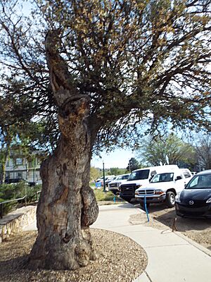 Prescott-Historic Centennial Tree-1912