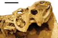 Protoceratops specimen MPC-D 100 534 skull