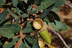Quercus douglasii-12