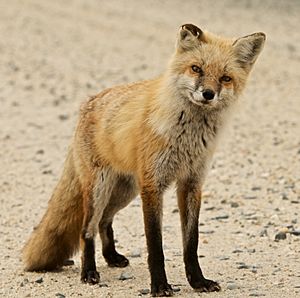 Red Fox at Bombay Hook National Wildlife Refuge