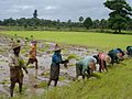 Rijstvelden Myanmar 2006