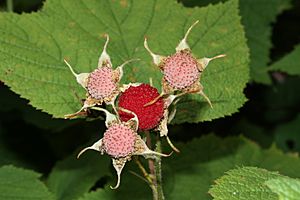 Rubus parviflorus 9481.JPG