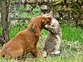 Rusty Puppy Cat Play Fight Ooty Nov09 P1010552