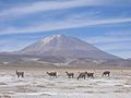 Salar Uyuni au02