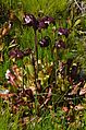Sarracenia purpurea Flowers
