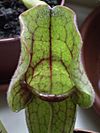 Sarracenia purpurea detail