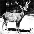 SchomburgksDeer-Berlin1911