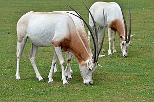Scimitar oryx1