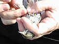 Seaside Sparrow Banding Research (1), NPSPhoto (9247554471)