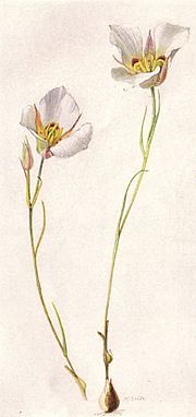 Sego or Mariposa Lily (NGM XXXI p512)
