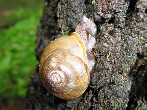 Snail (3714906067)
