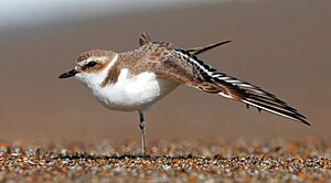 SnowyPlover-18FEB2016(2)
