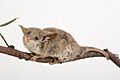Specimen C 27907 Cercartetus lepidus