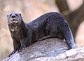 Spotted-necked otter 1