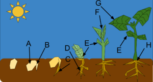 Stages of germination in pea plants
