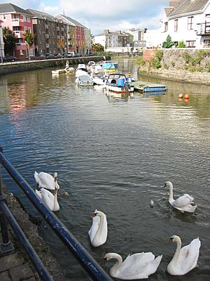 Swans at scotch Quay, Waterford