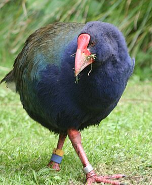 Takahe noa