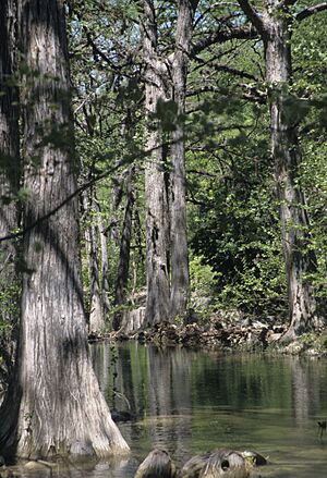 Taxodium distichum