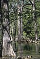 Taxodium distichum